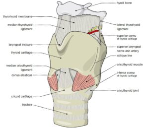 What is Cricoid Cartilage? What is its Function in the Body?